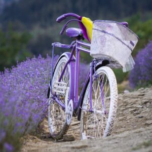 Lavanda program